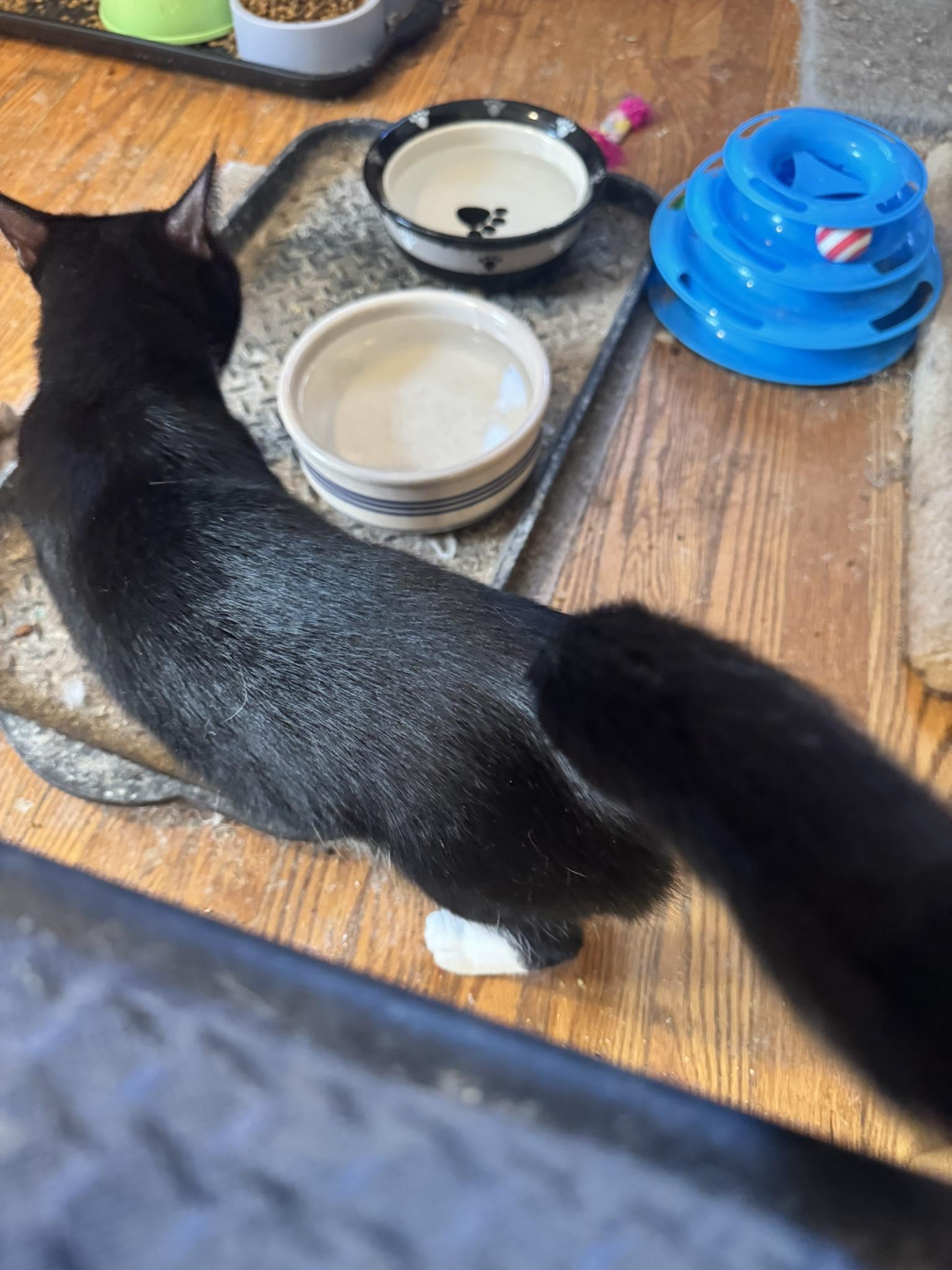 Enlarge Elsa, an adopted Tuxedo in Columbia, SC image 4/6