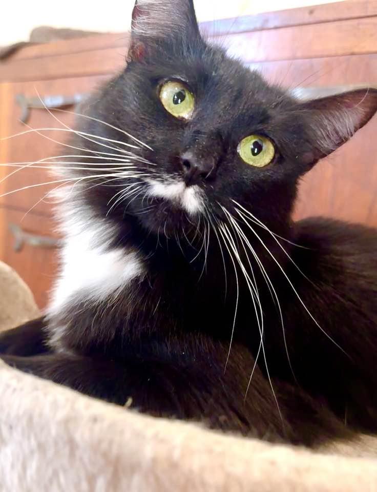 Enlarge Elsa, an adopted Tuxedo in Columbia, SC image 1/6