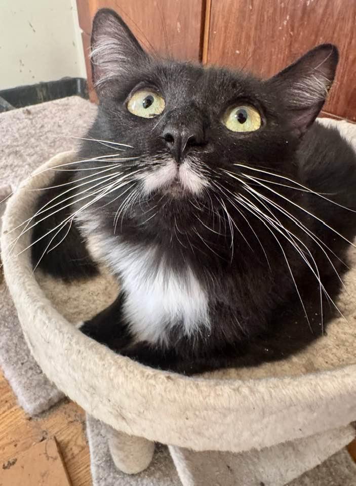 Enlarge Elsa, an adopted Tuxedo in Columbia, SC image 5/6