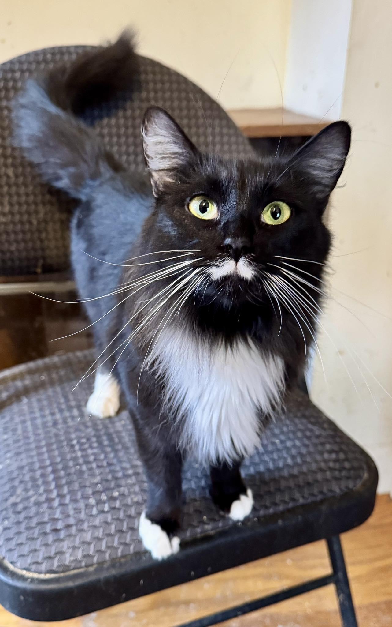 Enlarge Elsa, an adopted Tuxedo in Columbia, SC image 3/6