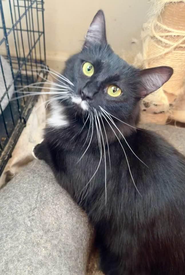 Enlarge Elsa, an adopted Tuxedo in Columbia, SC image 2/6