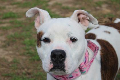 Enlarge Charlie, a Adoptable mixed breed in Kansas City, MO image 3/3