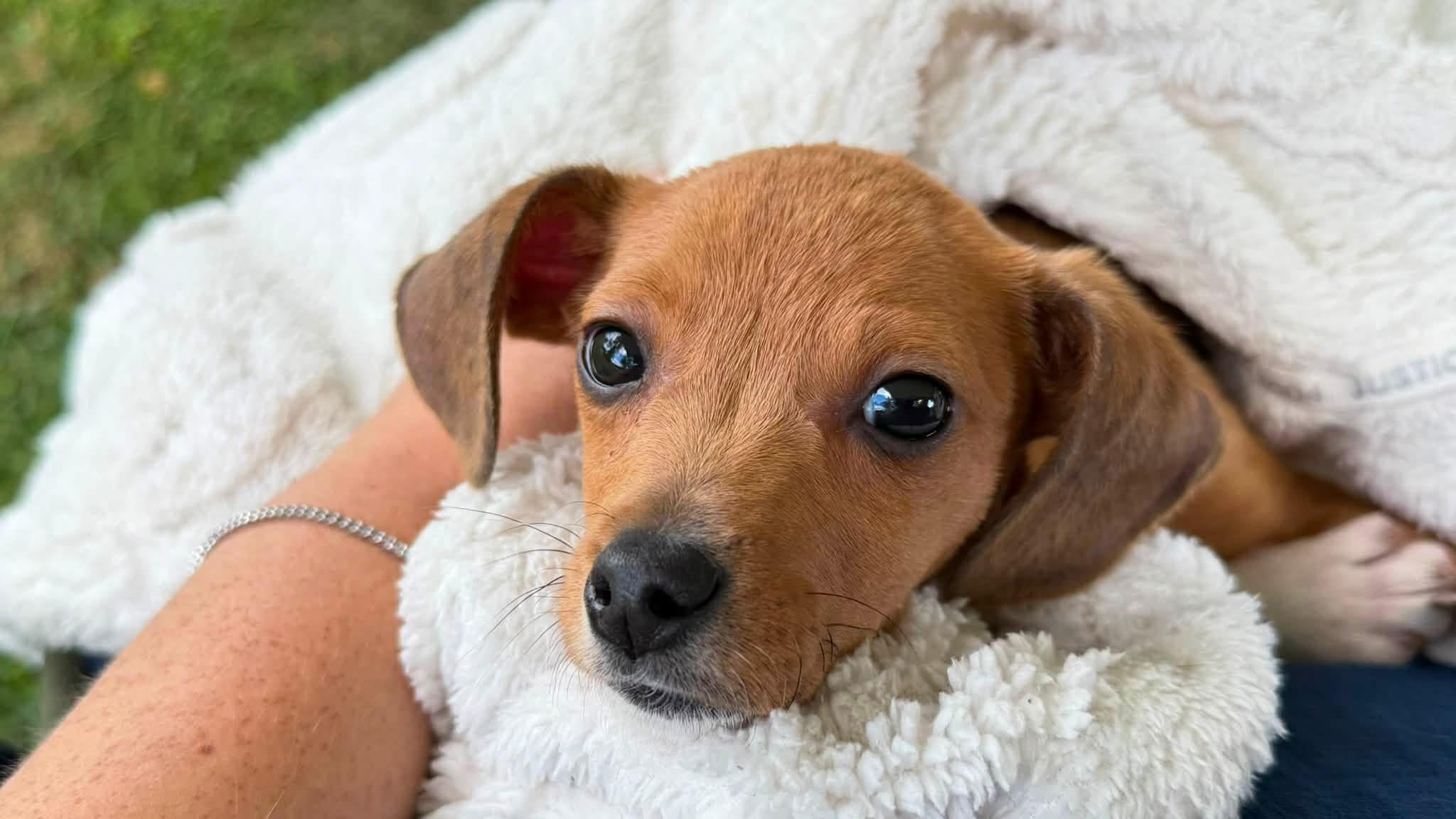 Enlarge Mouse, a ADOPTABLE mixed breed in Woolwich, ME image 2/2