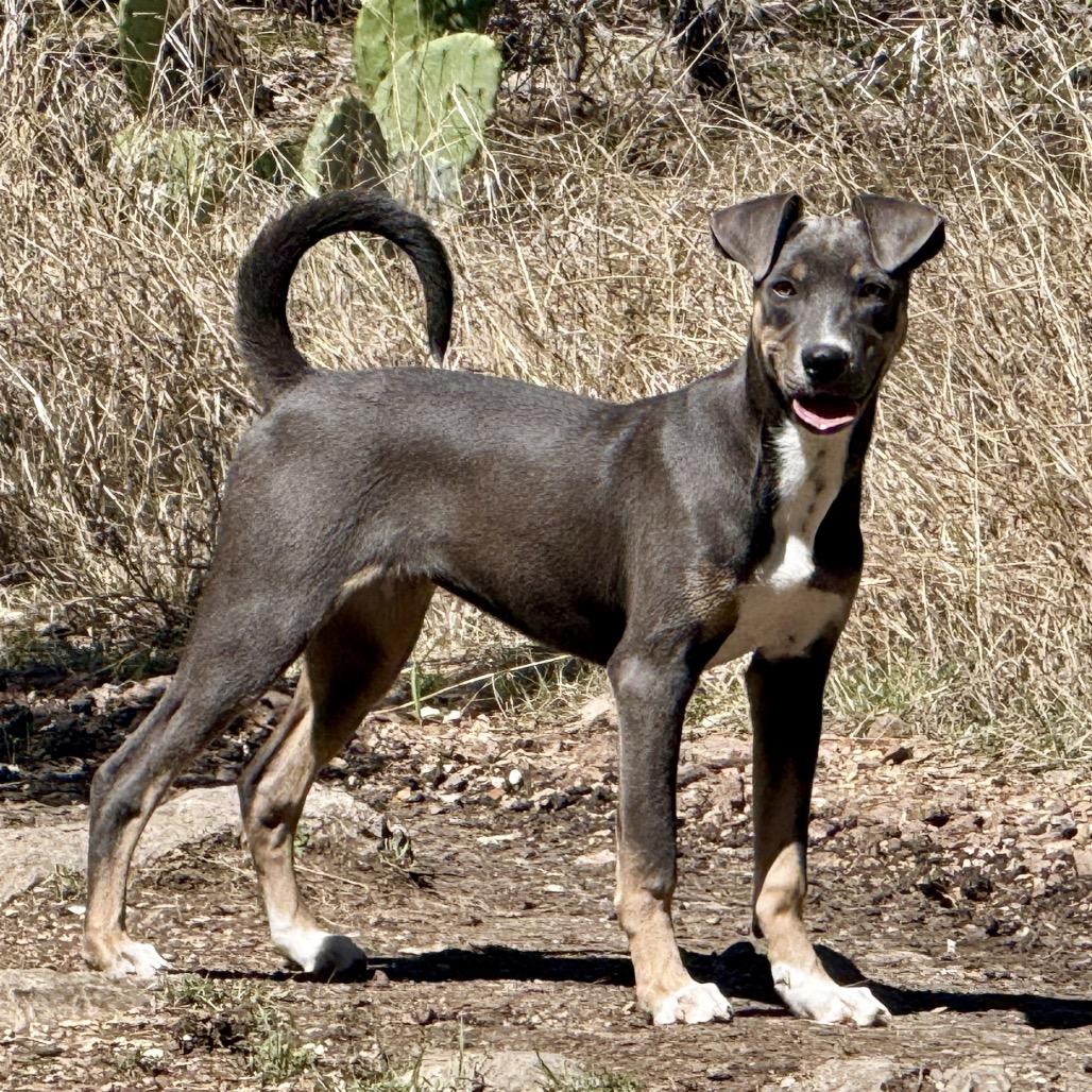 Enlarge Azalea, a Adoptable mixed breed in Austin, TX image 2/5