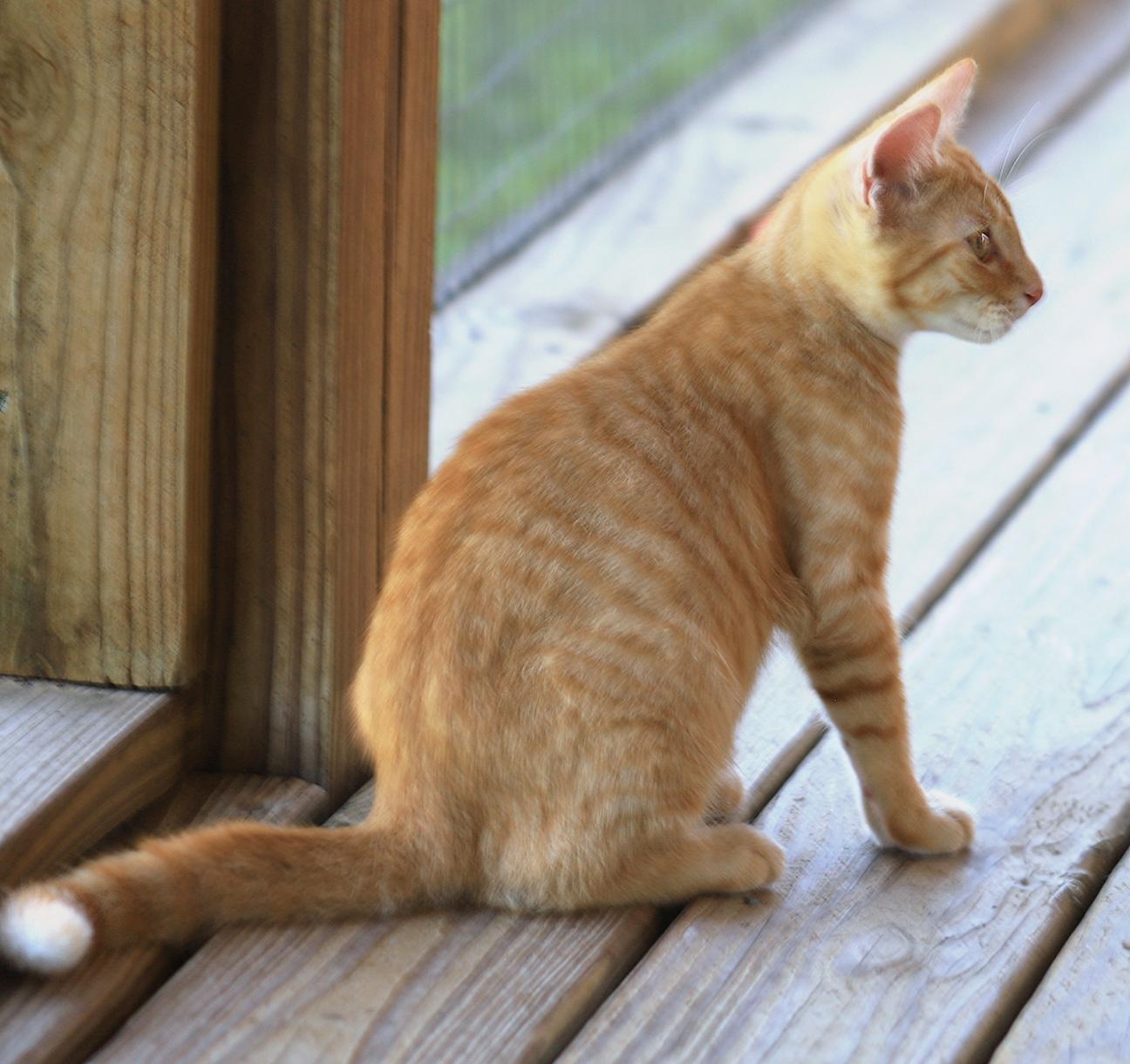 Buttercup photo 2