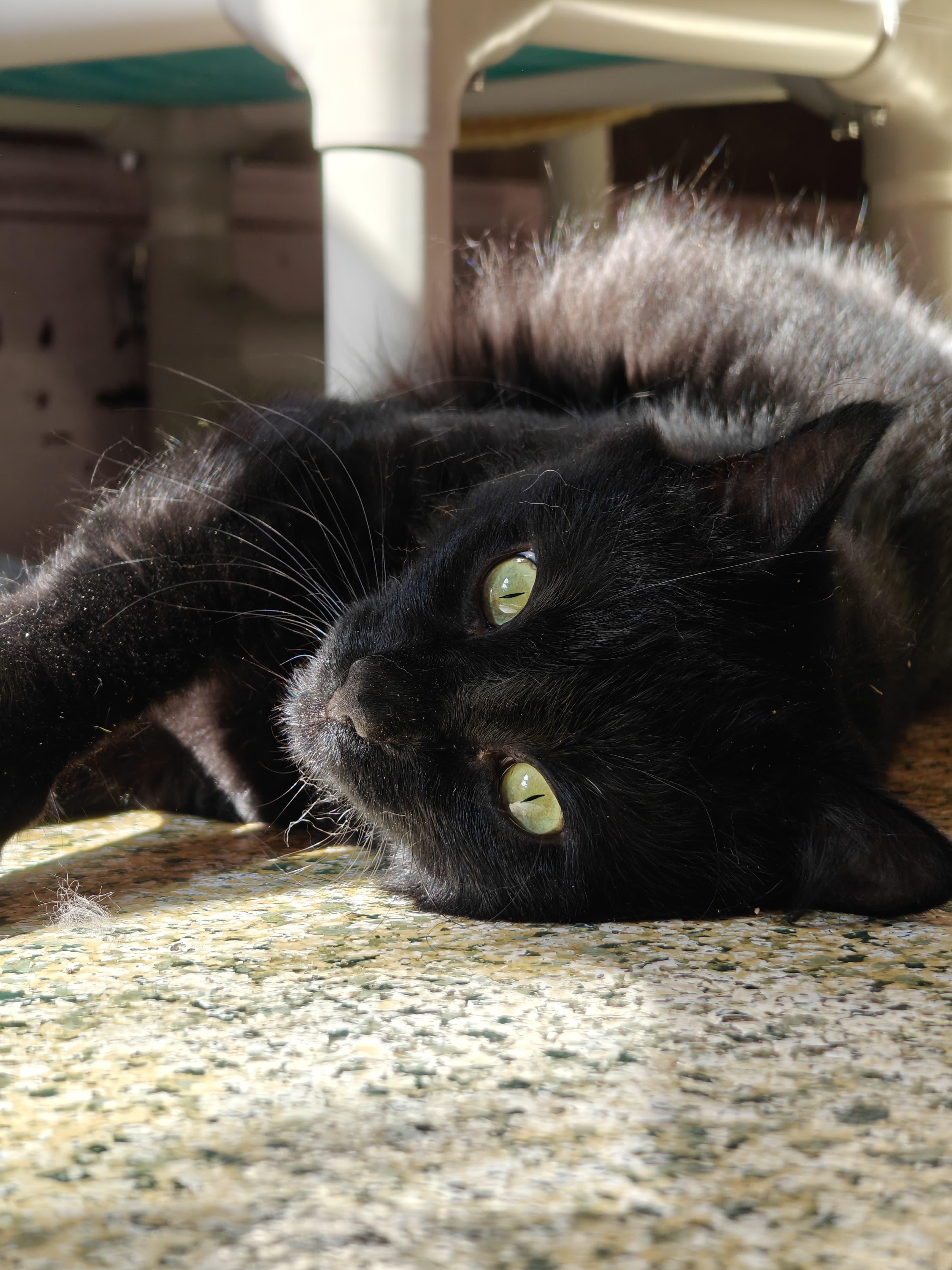 Shadow, Adult Male unknown
