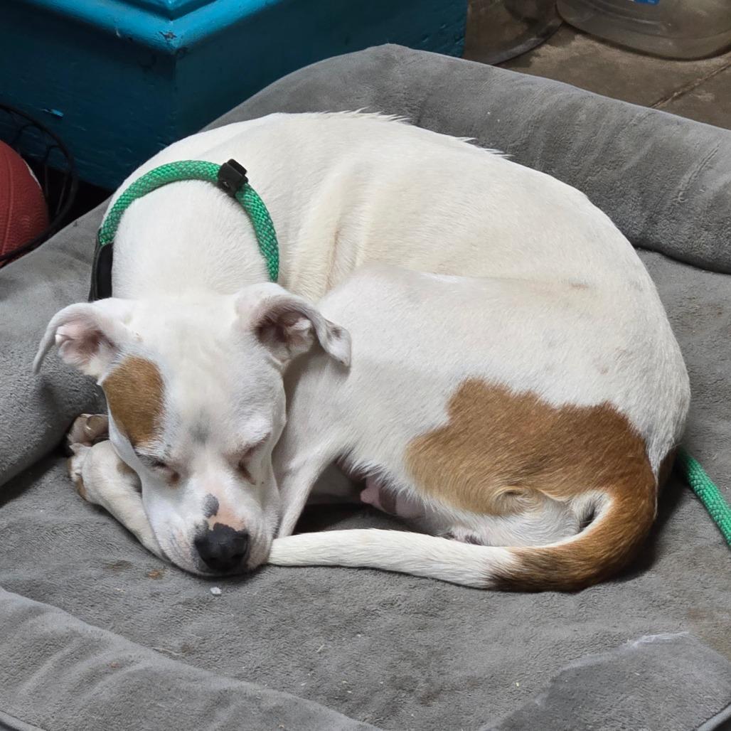 Piper — thumbnail 2