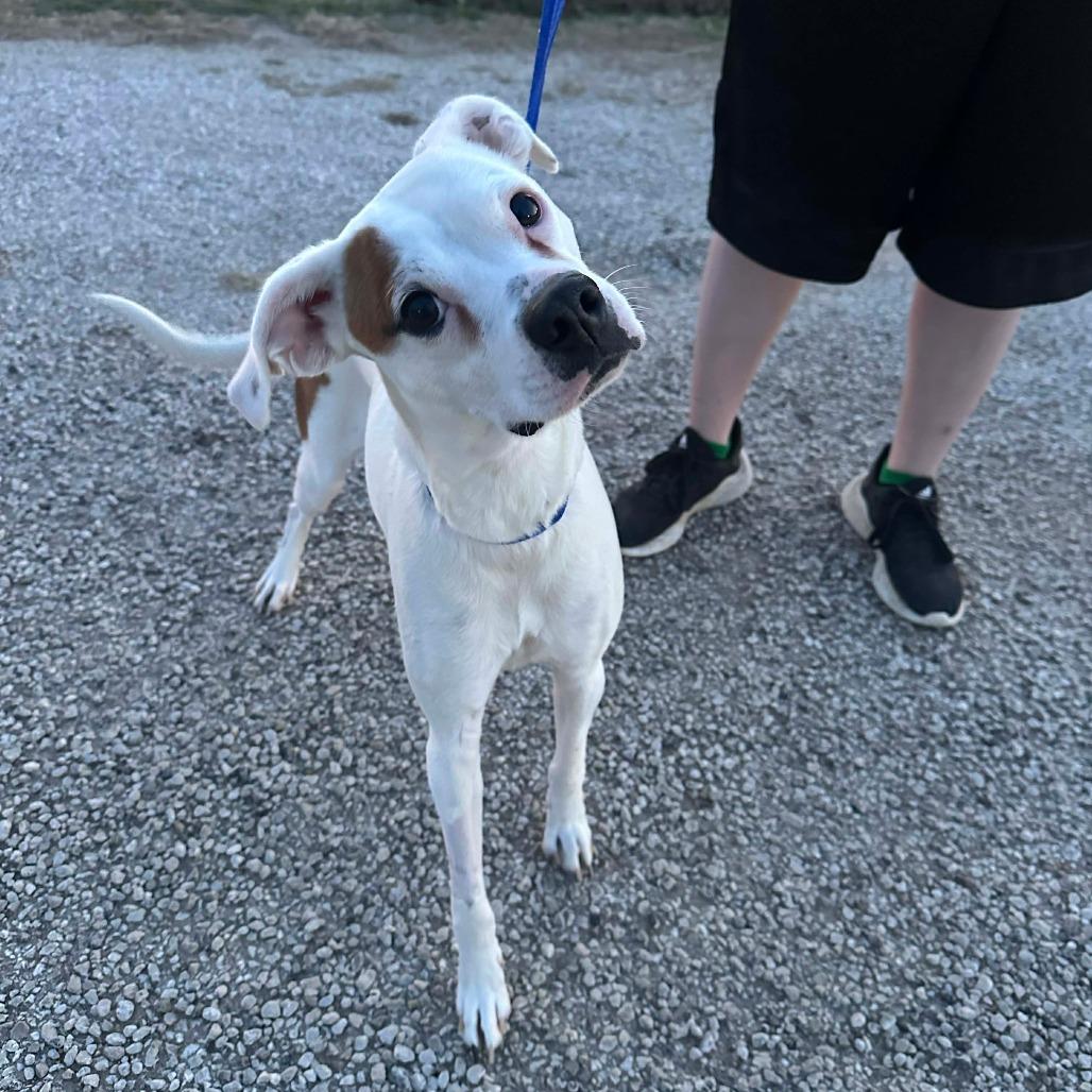 Piper — thumbnail 3