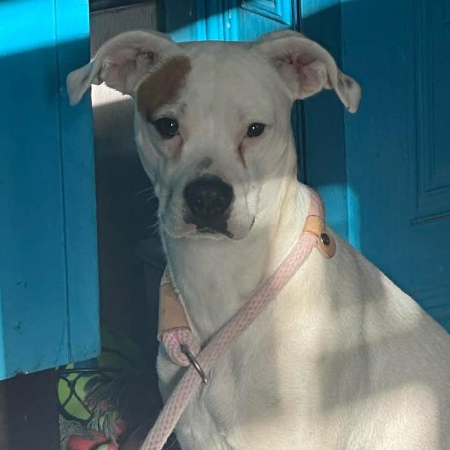 Piper — thumbnail 4