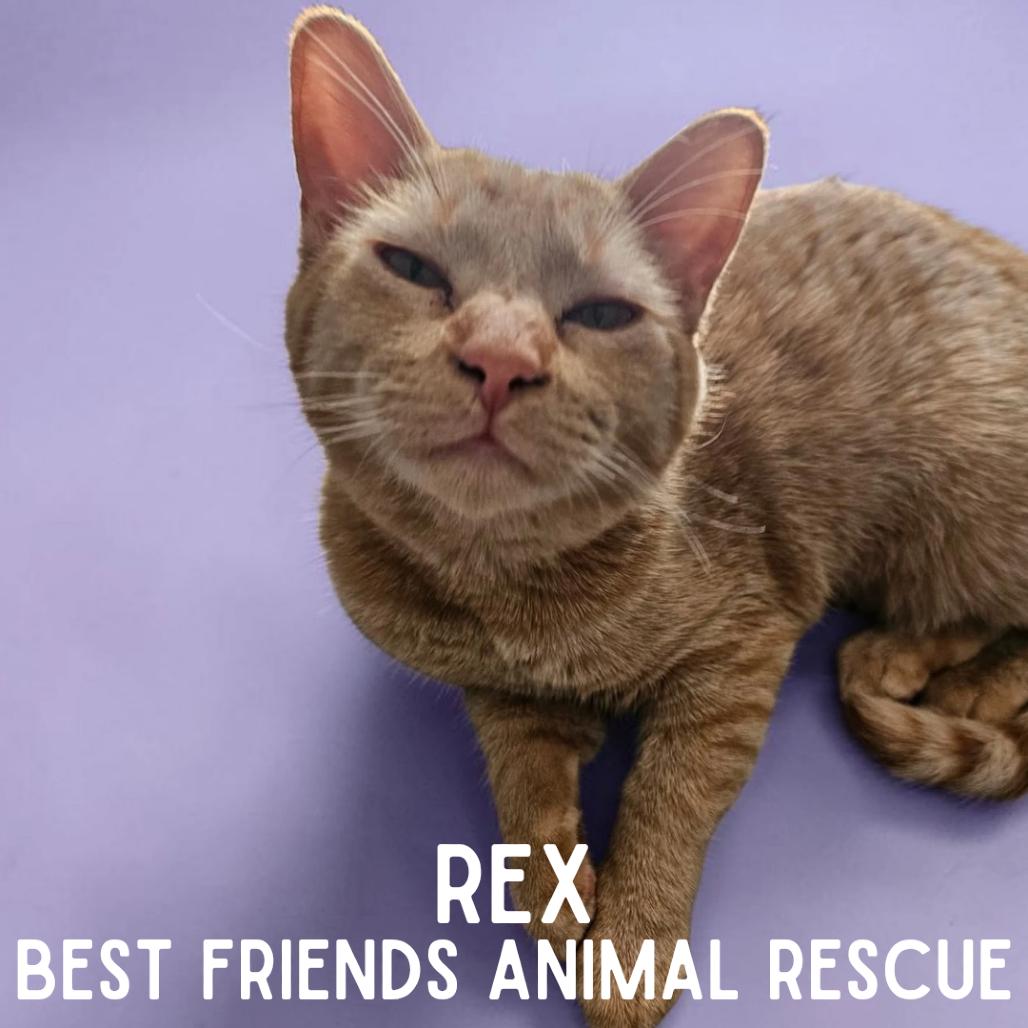 Rex, Adoptable, Young Female Domestic Short Hair.