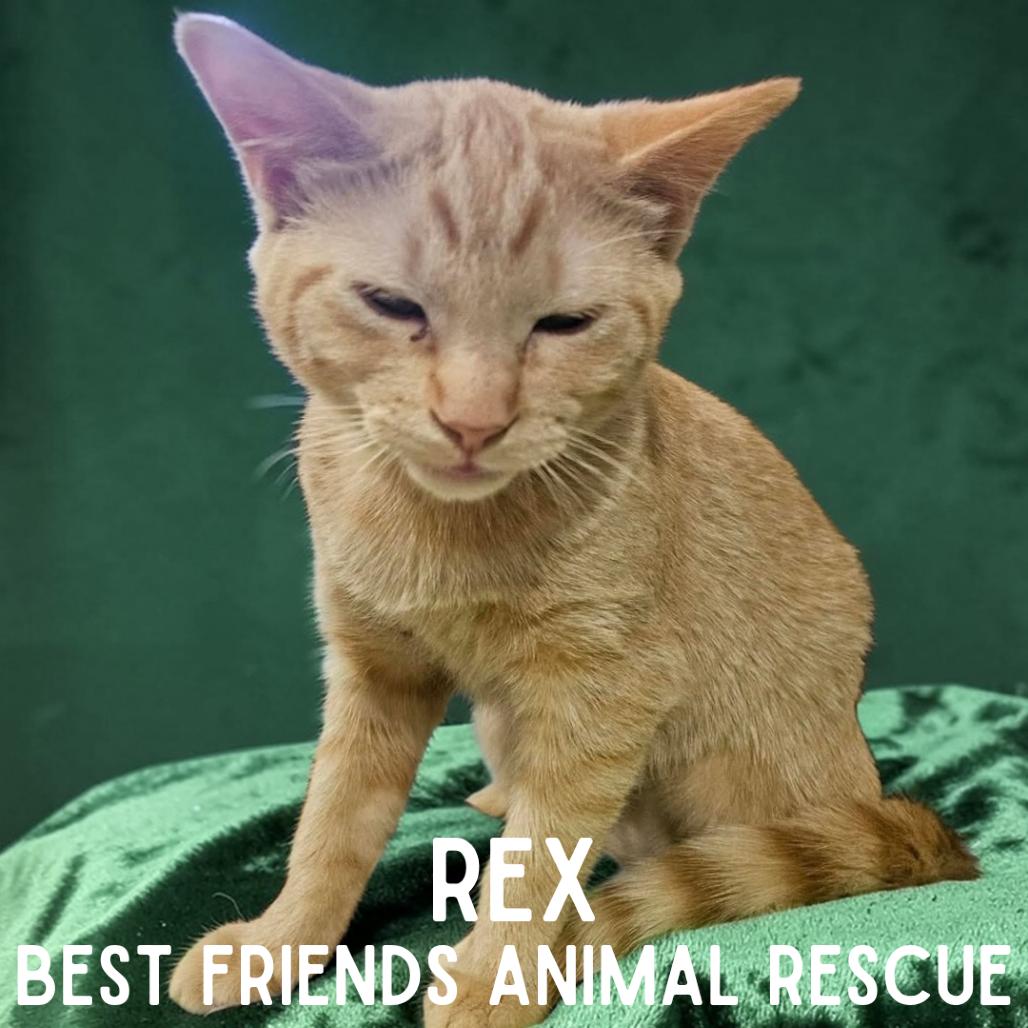 Rex, Adoptable, Kitten Female Domestic Short Hair.