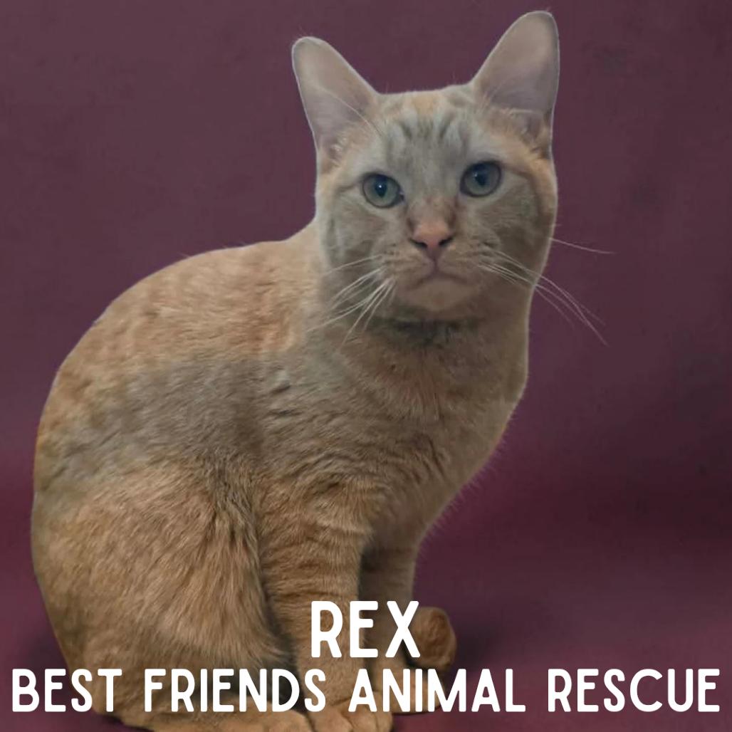 Enlarge Rex, a Adoptable Domestic Short Hair in Wasilla, AK image 2/6