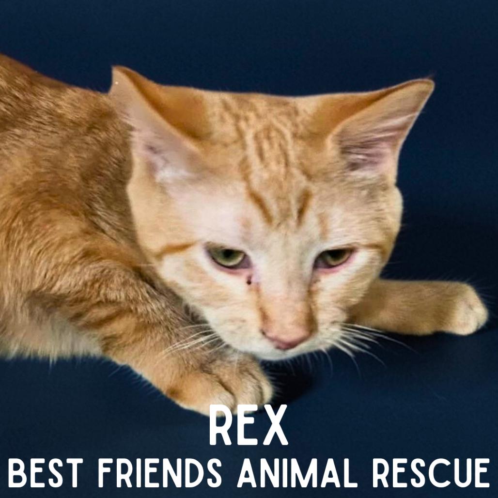 Enlarge Rex, a Adoptable Domestic Short Hair in Wasilla, AK image 2/4