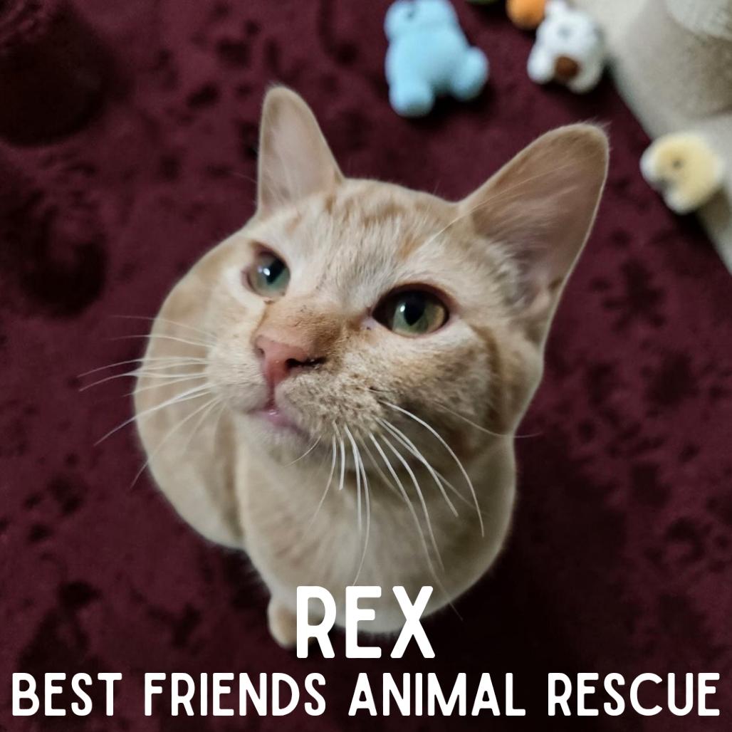 Enlarge Rex, a Adoptable Domestic Short Hair in Wasilla, AK image 3/4