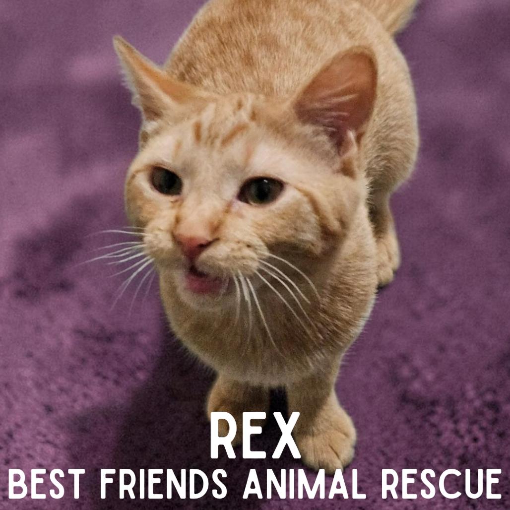 Enlarge Rex, a Adoptable Domestic Short Hair in Wasilla, AK image 4/4