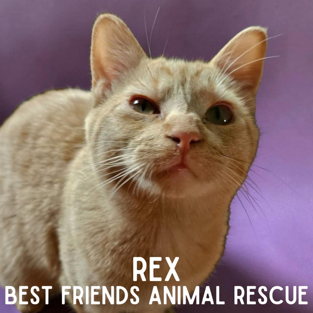Enlarge Rex, a Adoptable Domestic Short Hair in Wasilla, AK image 6/6