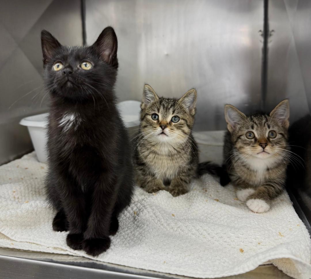 Sante, ADOPTABLE, Kitten Female Domestic Short Hair.