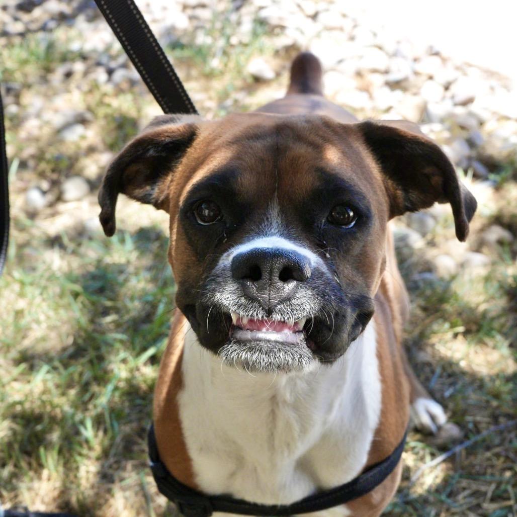 Millie, Adoptable, Adult Female Boxer.