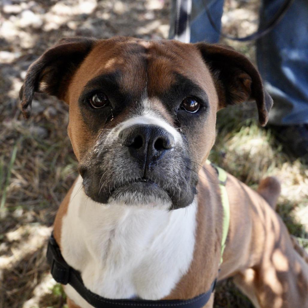 Millie, a Adoptable Boxer in Pagosa Springs, CO image 2/5
