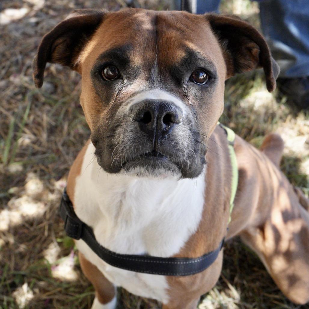Millie, a Adoptable Boxer in Pagosa Springs, CO image 3/5