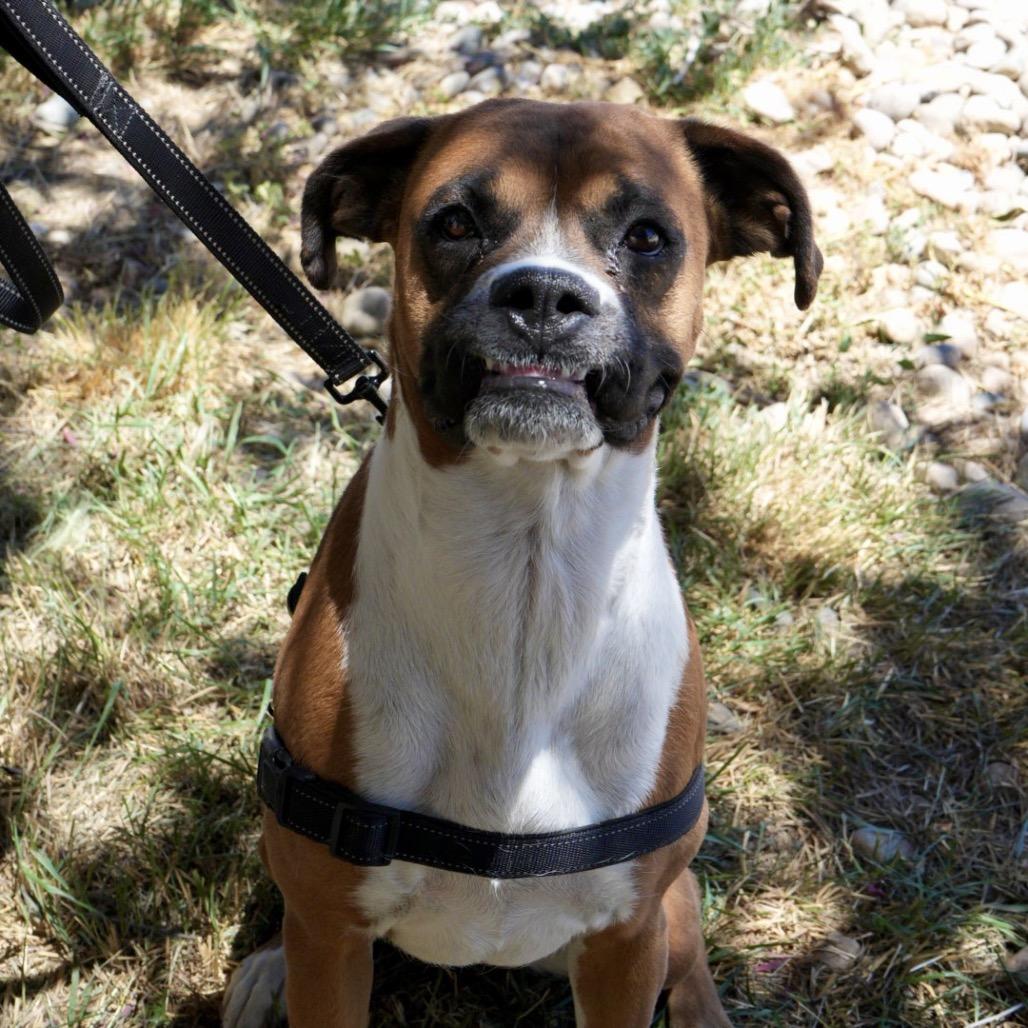 Millie, a Adoptable Boxer in Pagosa Springs, CO image 4/5