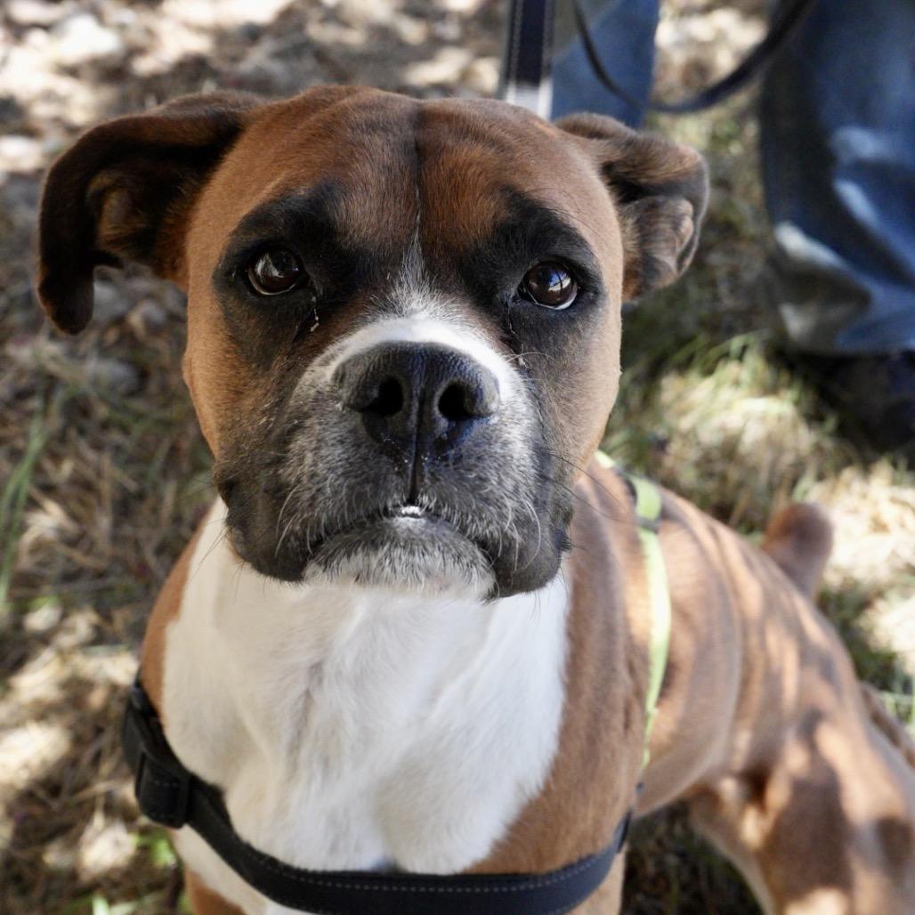 Millie, a Adoptable Boxer in Pagosa Springs, CO image 5/5