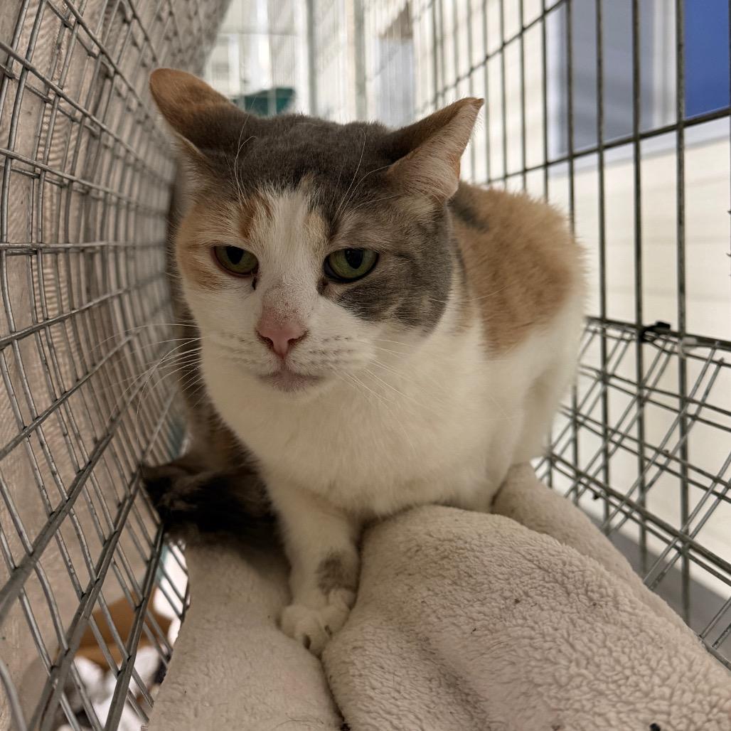 Enlarge Annabelle (Ithaca Petsmart), a Adoptable Domestic Short Hair in East Smithfield , PA image 1/6