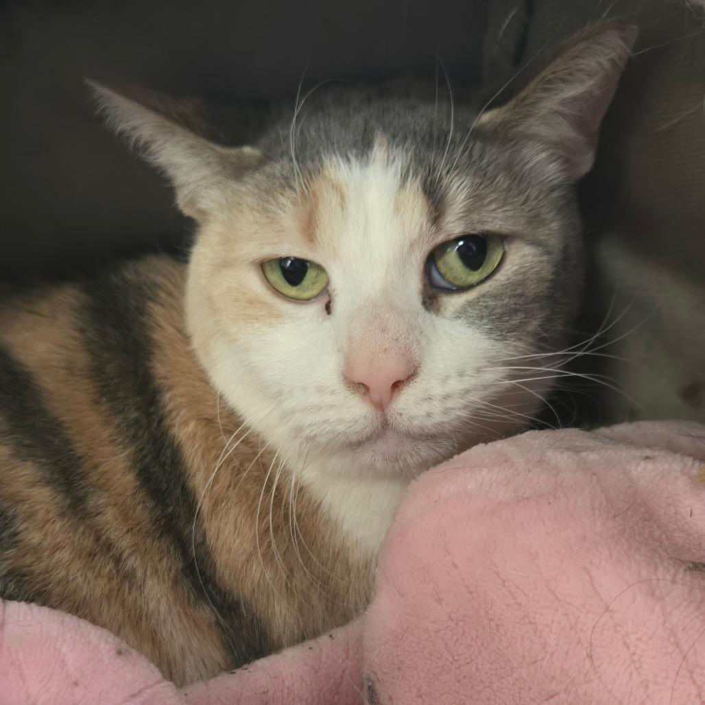 Enlarge Annabelle (Ithaca Petsmart), a Adoptable Domestic Short Hair in East Smithfield , PA image 2/6