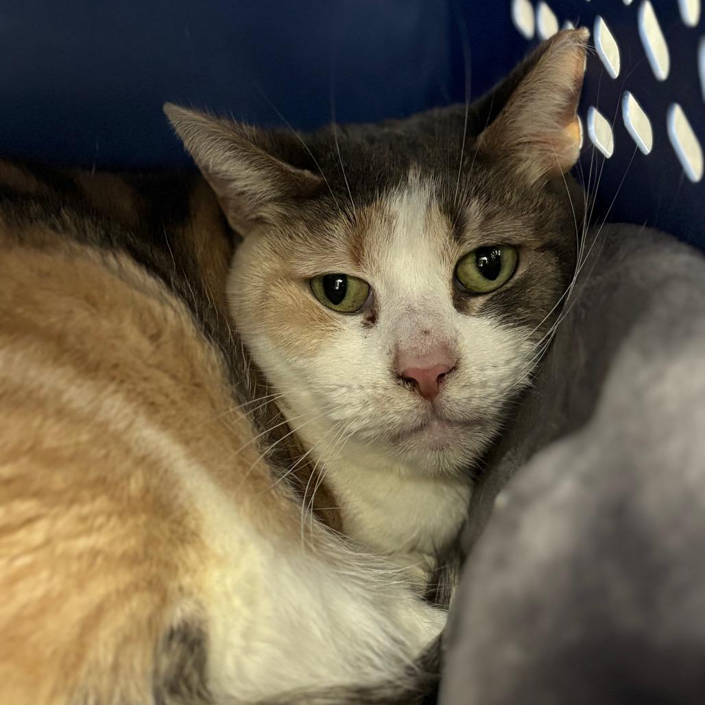 Enlarge Annabelle (Ithaca Petsmart), a Adoptable Domestic Short Hair in East Smithfield , PA image 4/6