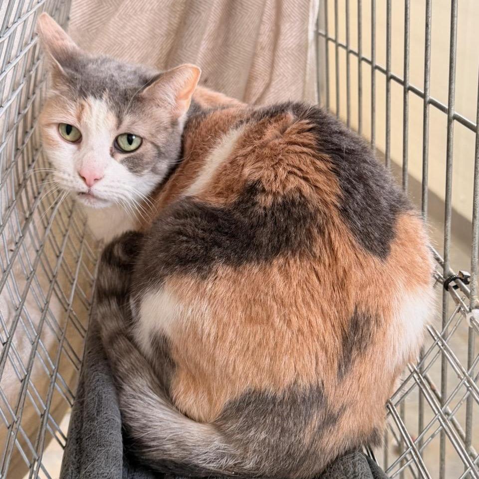 Enlarge Annabelle (Ithaca Petsmart), a Adoptable Domestic Short Hair in East Smithfield , PA image 5/6