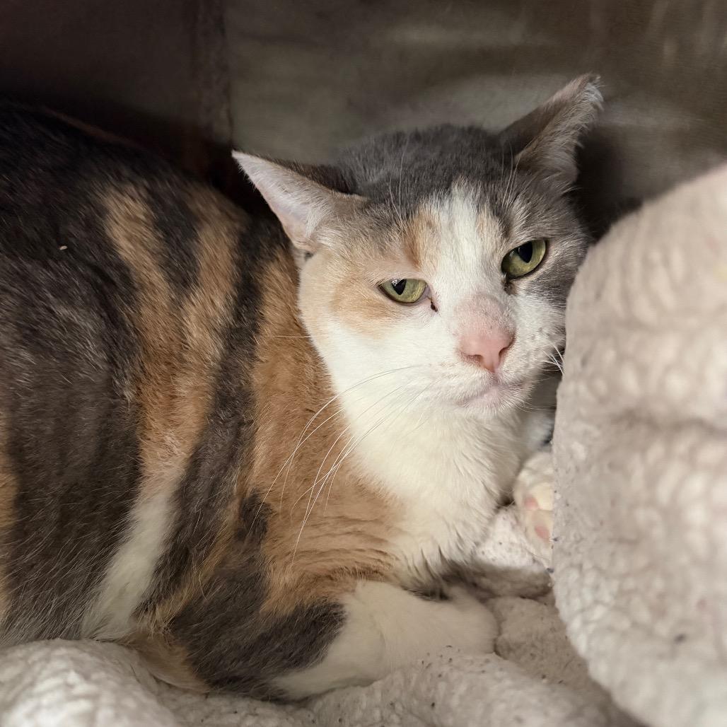 Enlarge Annabelle (Ithaca Petsmart), a Adoptable Domestic Short Hair in East Smithfield , PA image 6/6