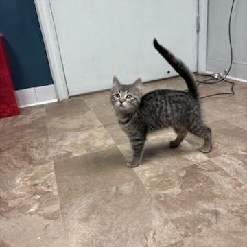 Enlarge Anamaria, a ADOPTABLE Domestic Short Hair in Boone, IA image 4/5