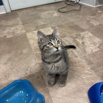 Enlarge Anamaria, a ADOPTABLE Domestic Short Hair in Boone, IA image 5/5