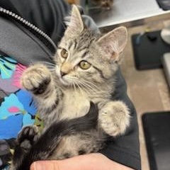 Anamaria, ADOPTABLE, Kitten Female Domestic Short Hair.