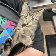 Enlarge Anamaria, a ADOPTABLE Domestic Short Hair in Boone, IA image 2/5