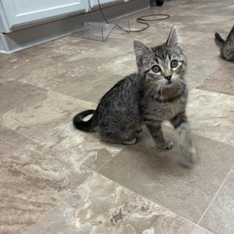 Enlarge Anamaria, a ADOPTABLE Domestic Short Hair in Boone, IA image 3/5