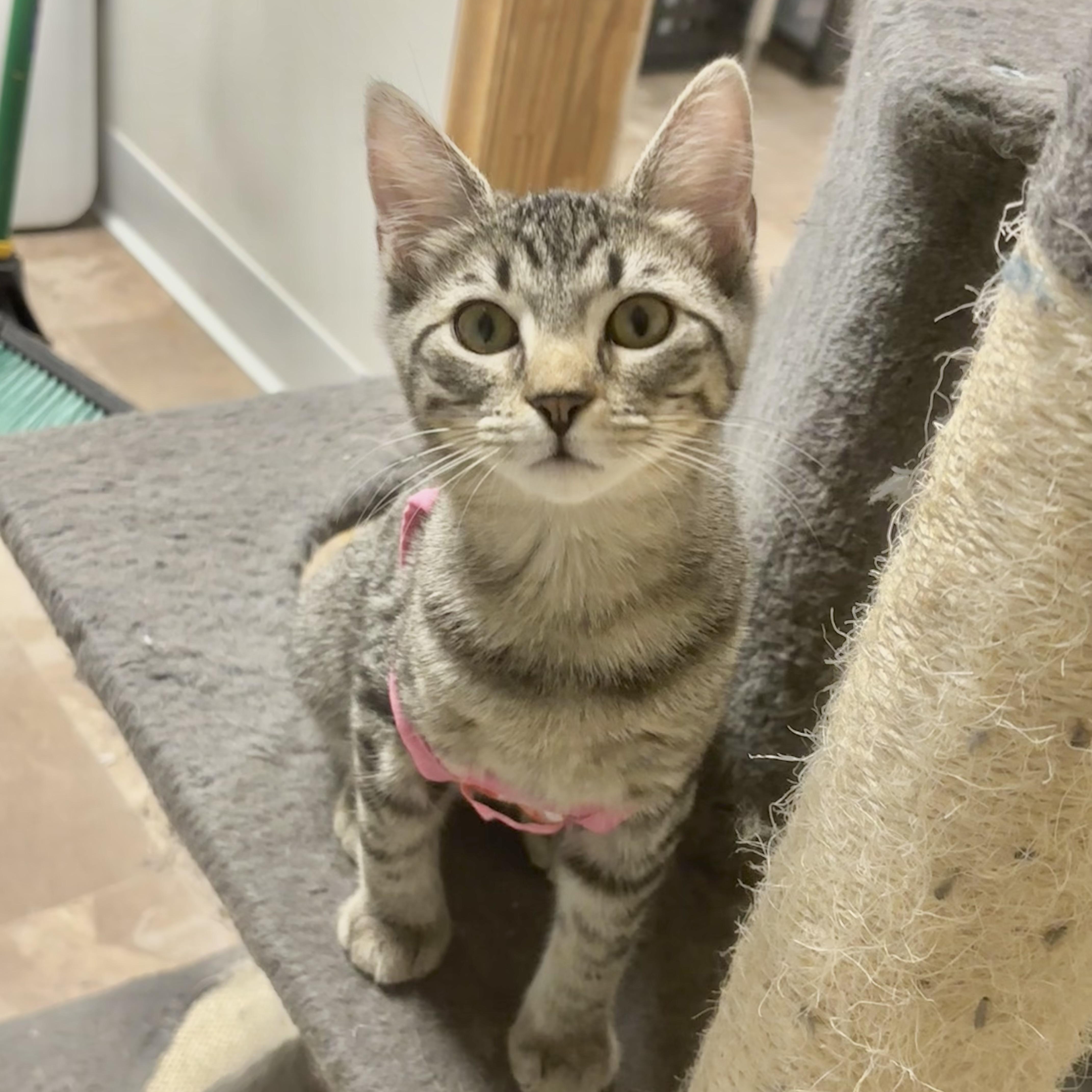 Enlarge Anamaria, an adopted Domestic Short Hair in Boone, IA image 6/6