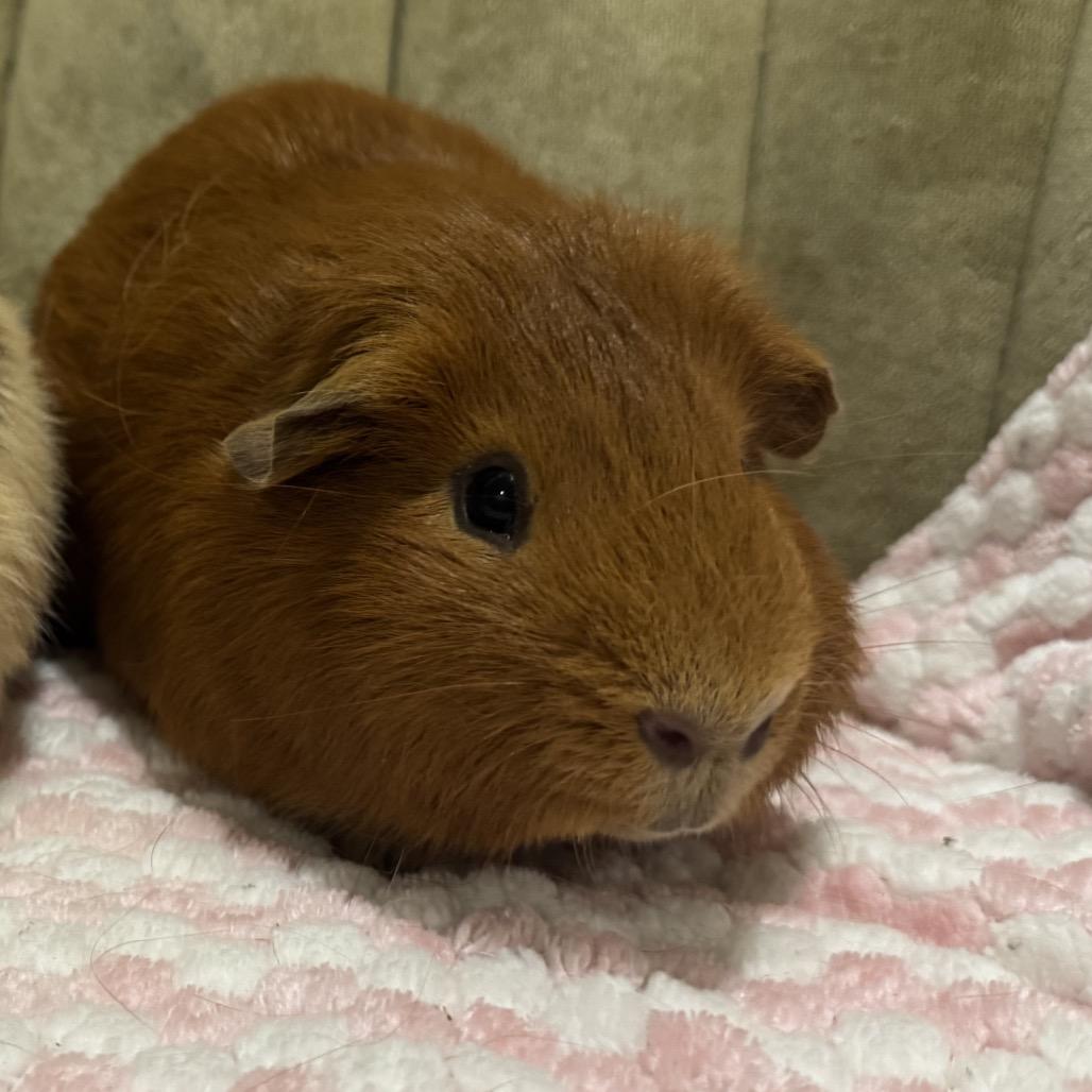 Rowdy w/Teddy, Adoptable, Adult Male Guinea Pig.
