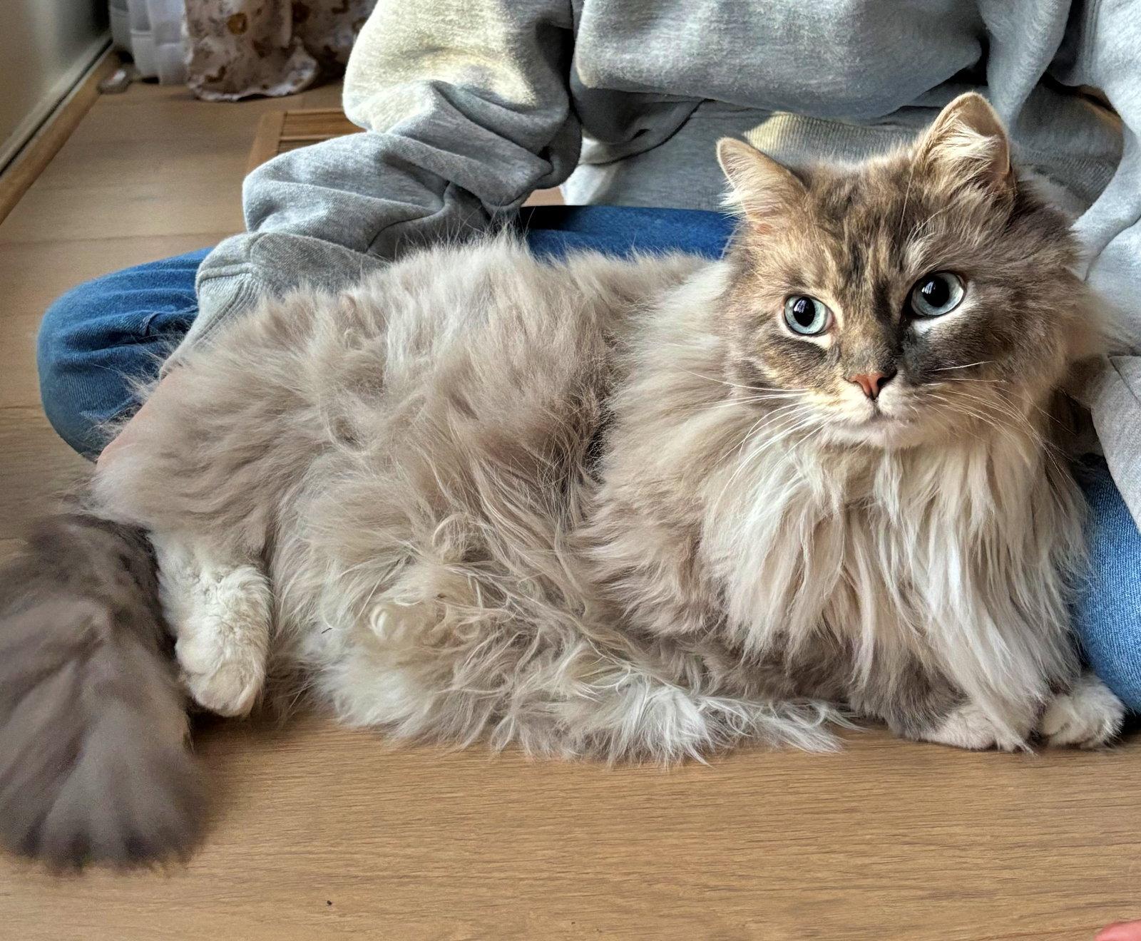 Enlarge NEBO #1876 - Offered by Owner - Ragdoll, a Adopted Ragdoll in Hillsboro, OR image 1/3