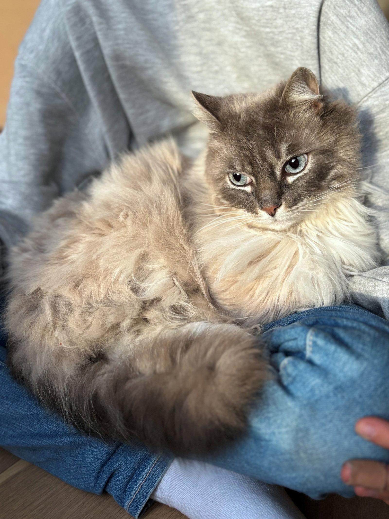 Enlarge NEBO #1876 - Offered by Owner - Ragdoll, a Adopted Ragdoll in Hillsboro, OR image 2/3
