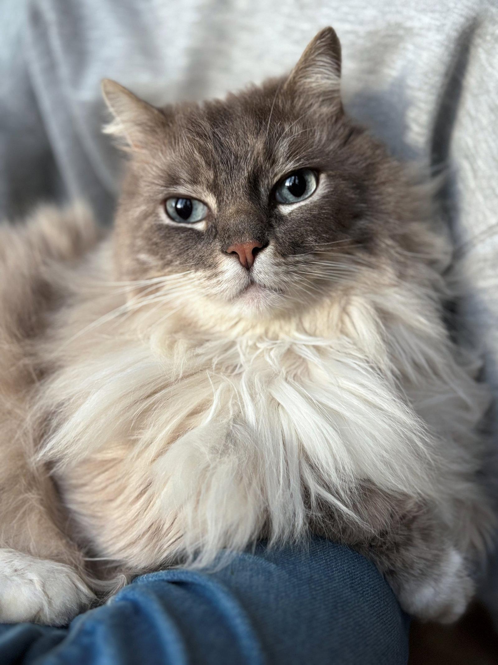 Enlarge NEBO #1876 - Offered by Owner - Ragdoll, a Adopted Ragdoll in Hillsboro, OR image 3/3