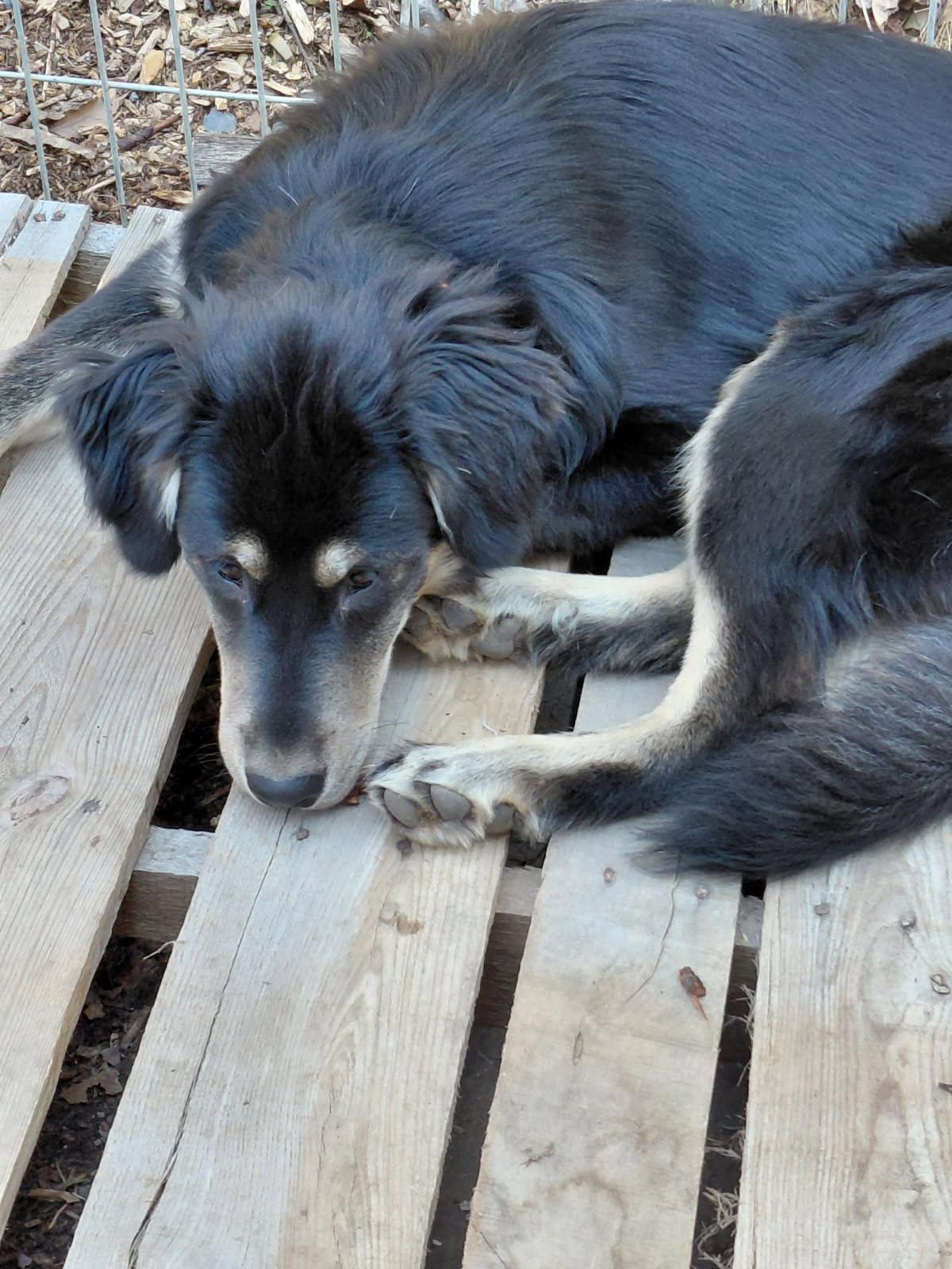 Enlarge SLOPPY JO, an adopted mixed breed in Millerstown, PA image 3/6