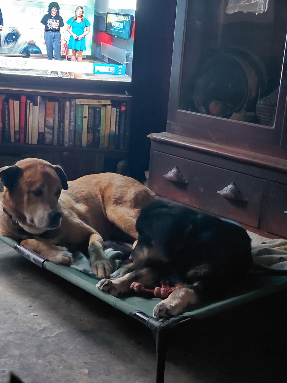 Enlarge SLOPPY JO, an adopted mixed breed in Millerstown, PA image 2/6