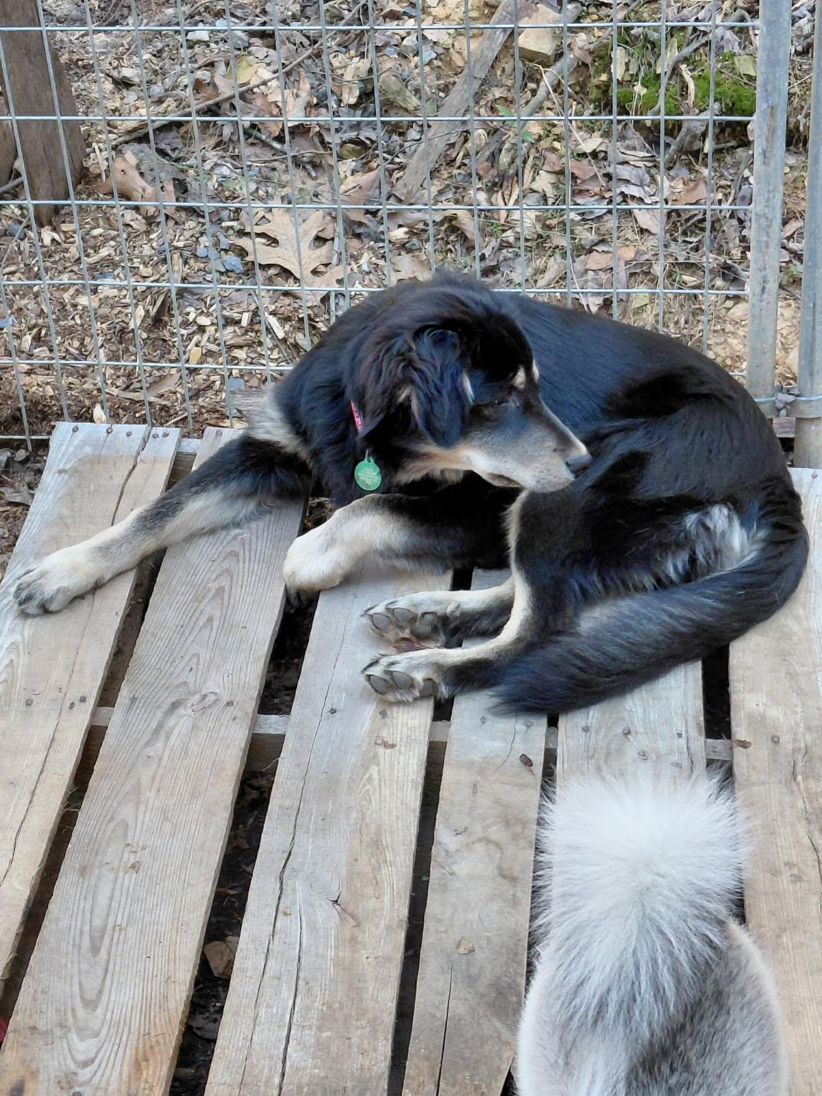 Enlarge SLOPPY JO, an adopted mixed breed in Millerstown, PA image 4/6