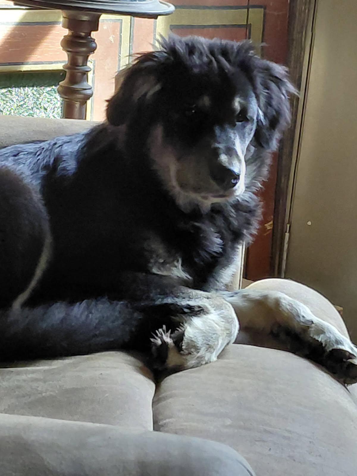 Enlarge SLOPPY JO, an adopted mixed breed in Millerstown, PA image 1/6