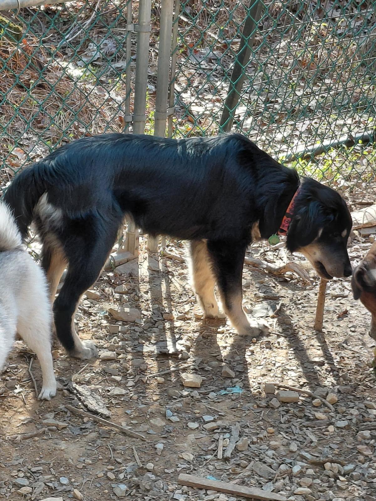 Enlarge SLOPPY JO, an adopted mixed breed in Millerstown, PA image 6/6