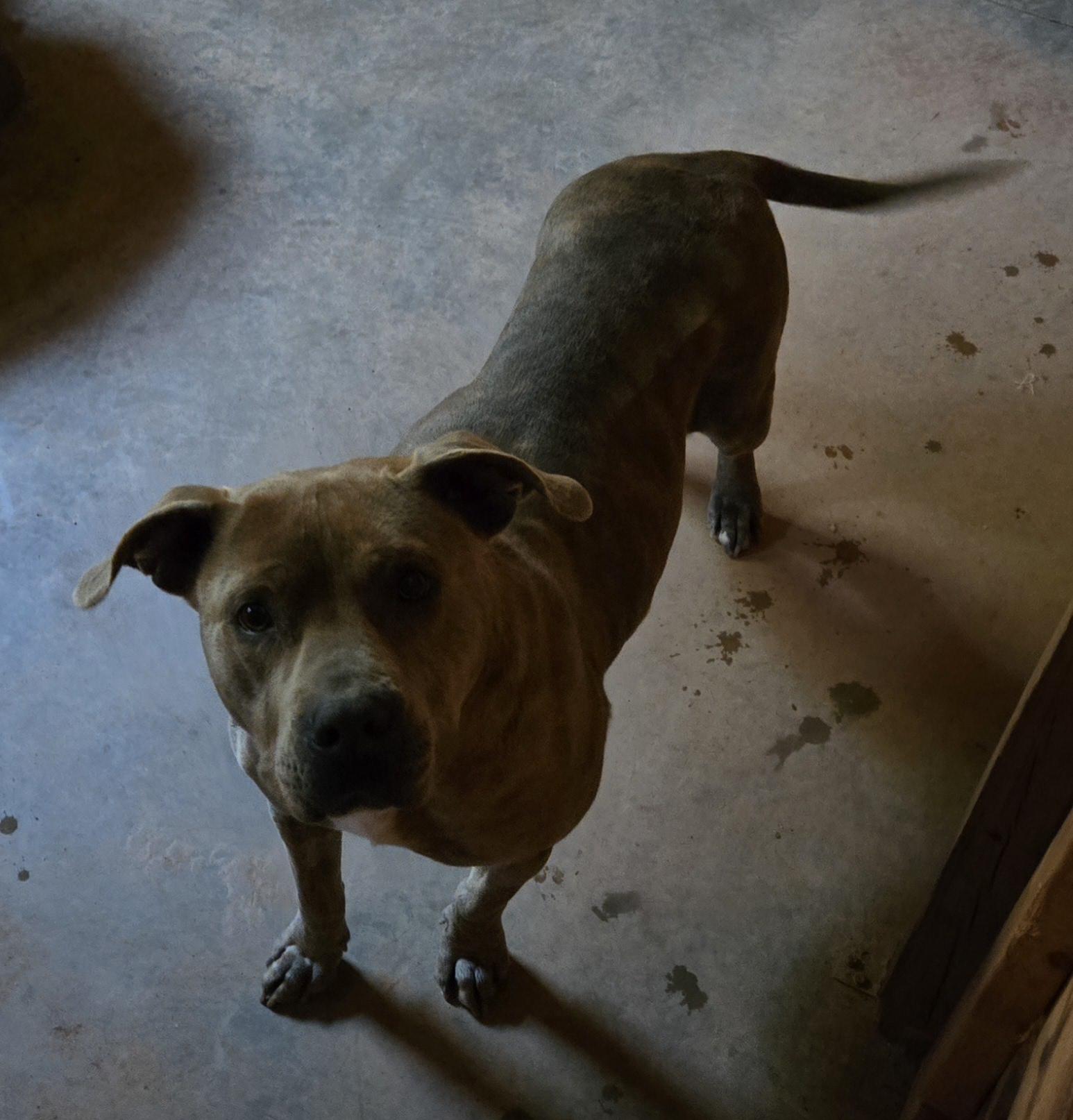 Karley, a Adoptable Pit Bull Terrier in Abbeville, SC image 1/6