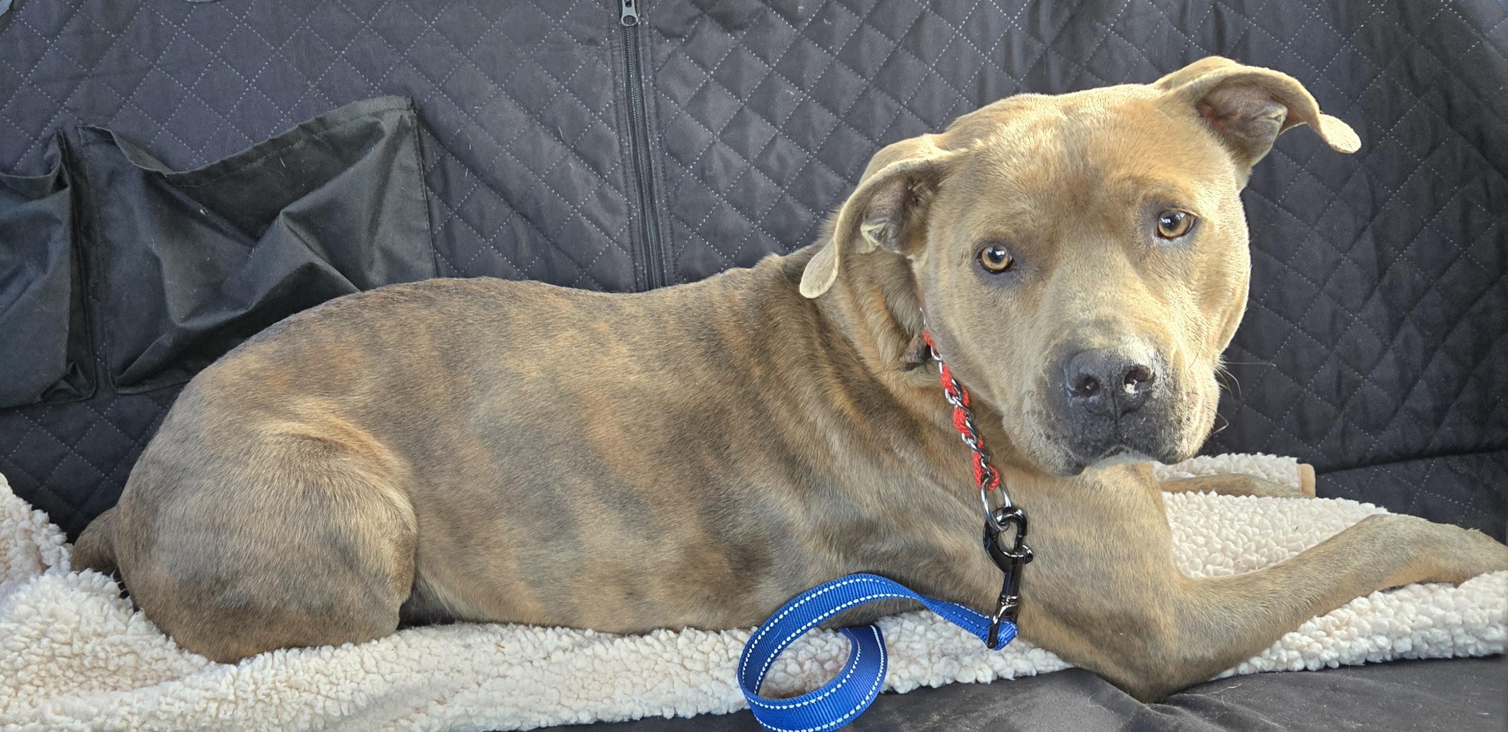 Karley, a Adoptable Pit Bull Terrier in Abbeville, SC image 2/6