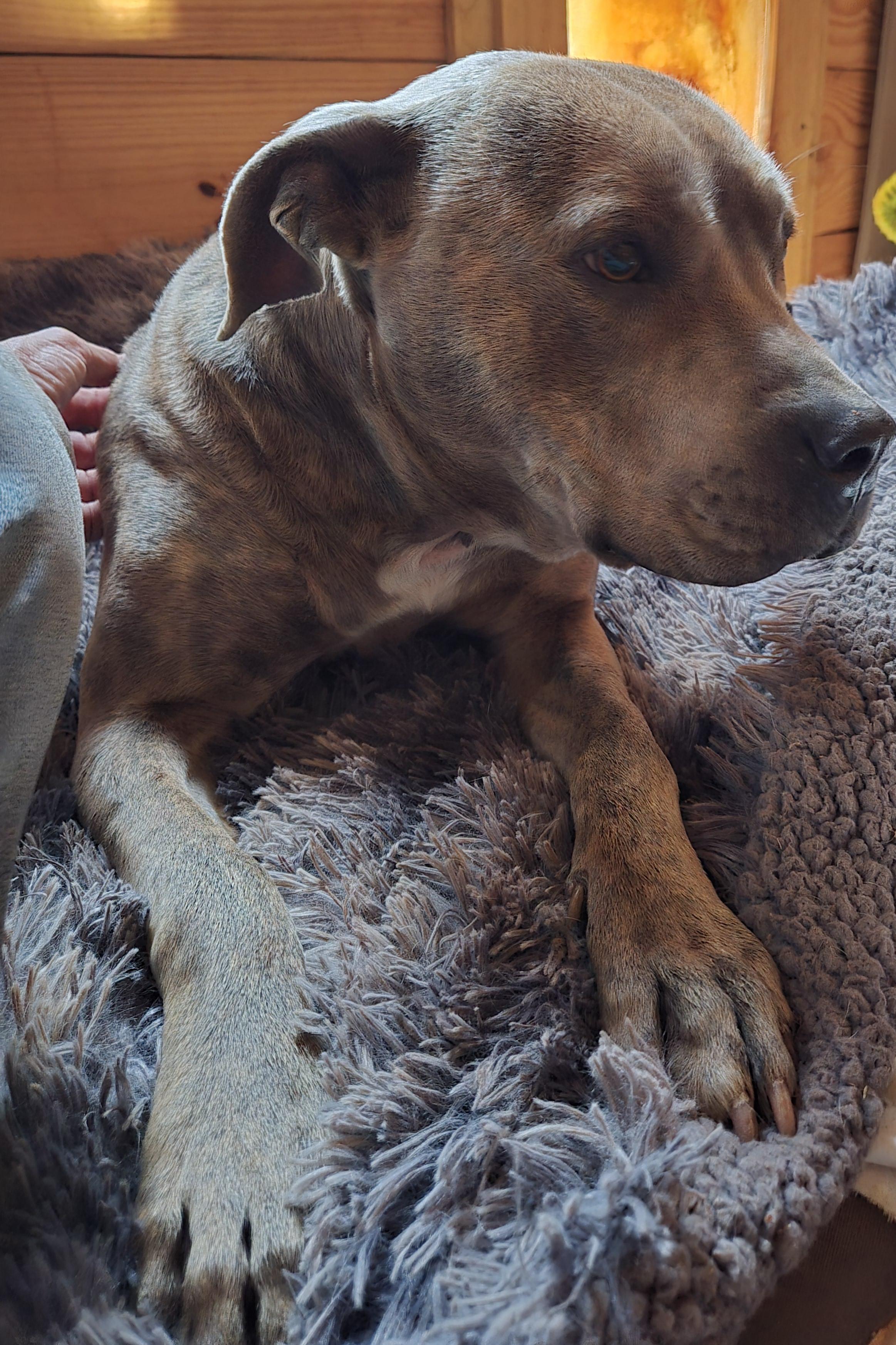 Karley, a Adoptable Pit Bull Terrier in Abbeville, SC image 3/6