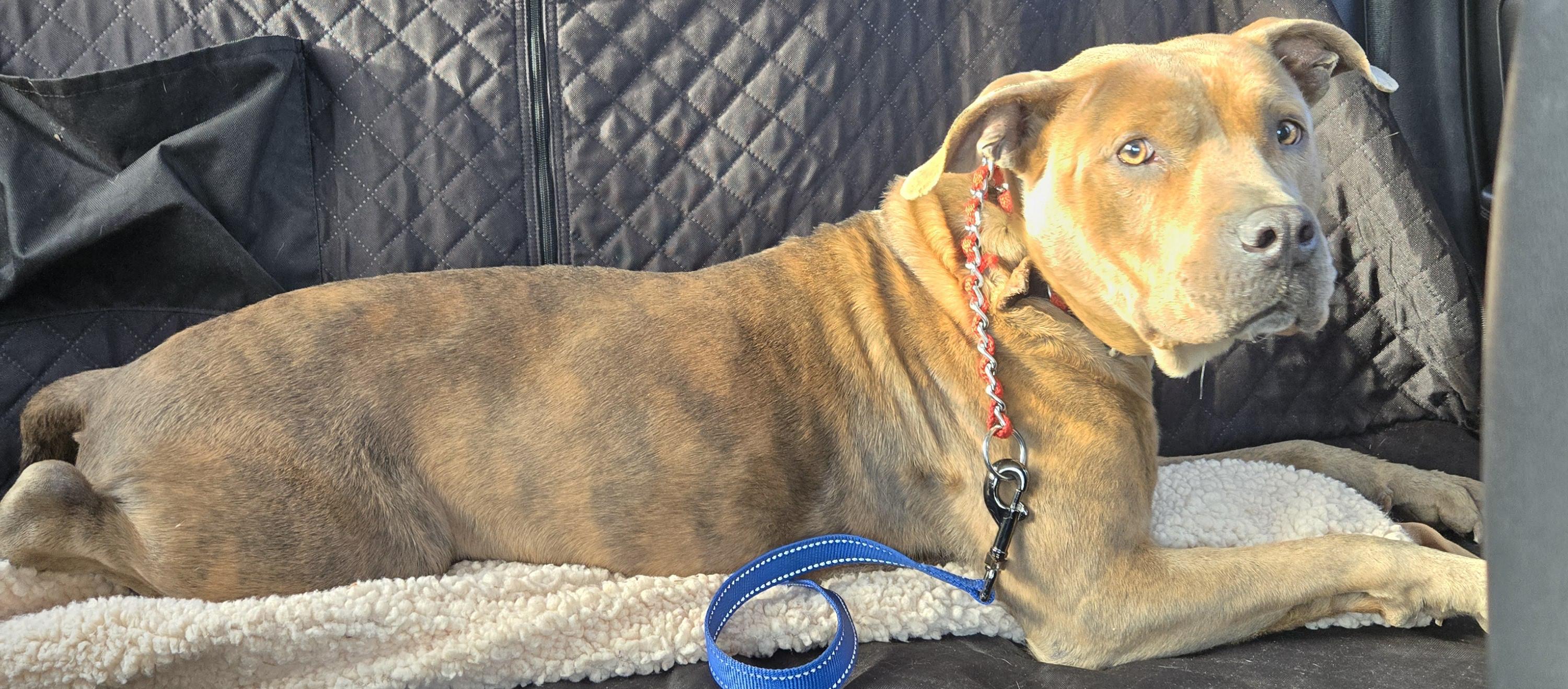 Karley, a Adoptable Pit Bull Terrier in Abbeville, SC image 4/6